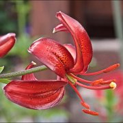 Mahogany Bells - floret